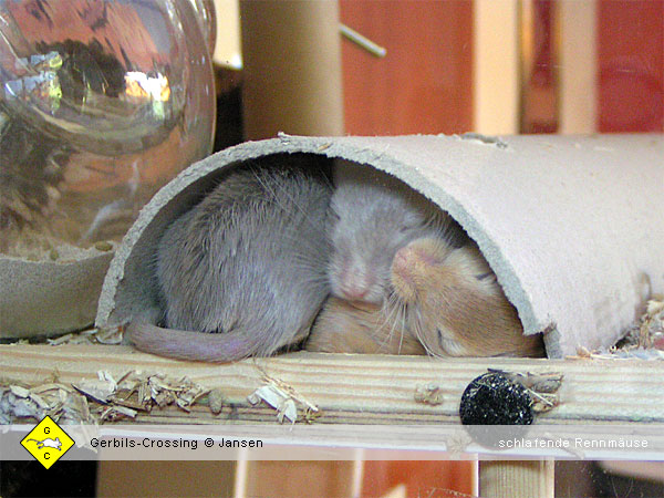 Rennmaus Papprohr als Schlafversteck