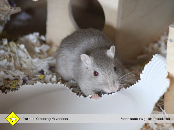 Rennmaus Nagematerial Beschäftigung gegen Langeweile