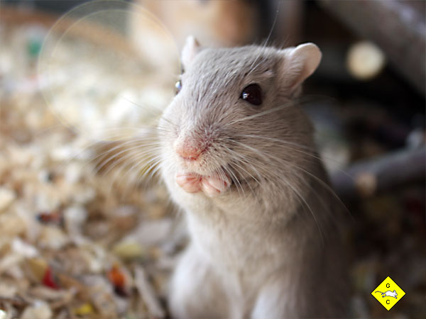 Rennmaus aufrichten während des Fressens