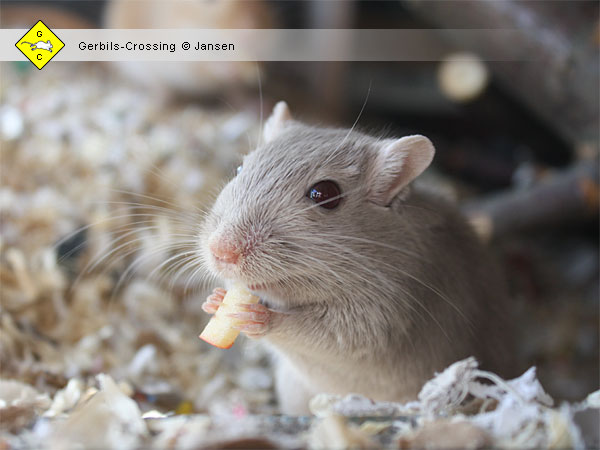 Mit ihren Vorderpfoten kann die Rennmaus Futterstückchen halten