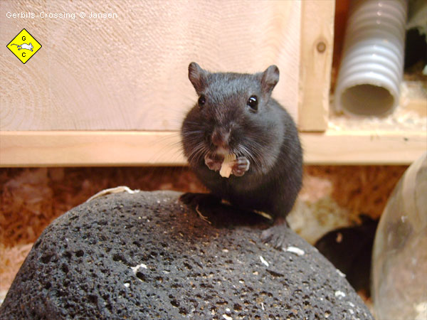 Mit ihren Vorderpfoten kann die Rennmaus Futterstückchen halten