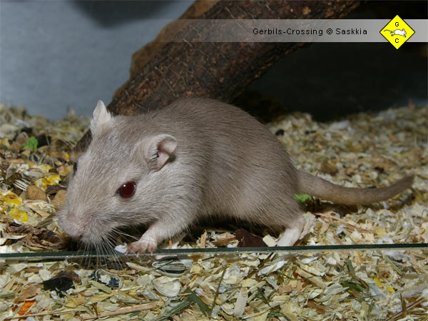 Rennmaus Jungtier