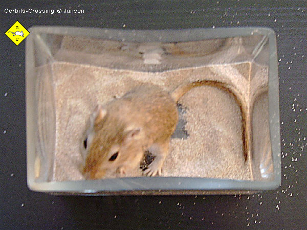 Rennmaus Sandbad Badesand