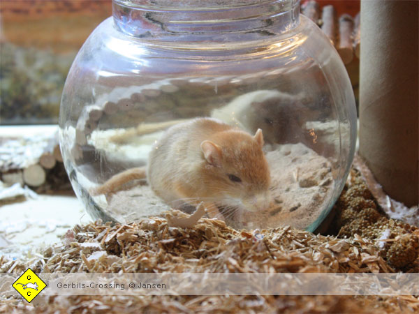 Rennmaus Sandbad Badesand Bonbonglas