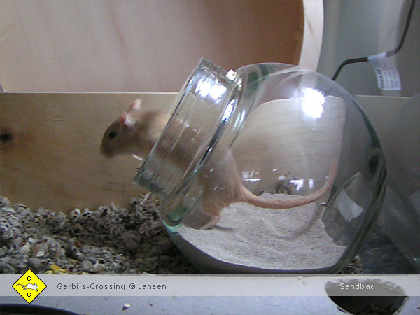 Rennmaus Sandbad Chinchillasand