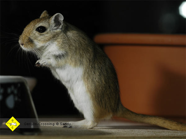 Rennmaus Foto Altersvergleich