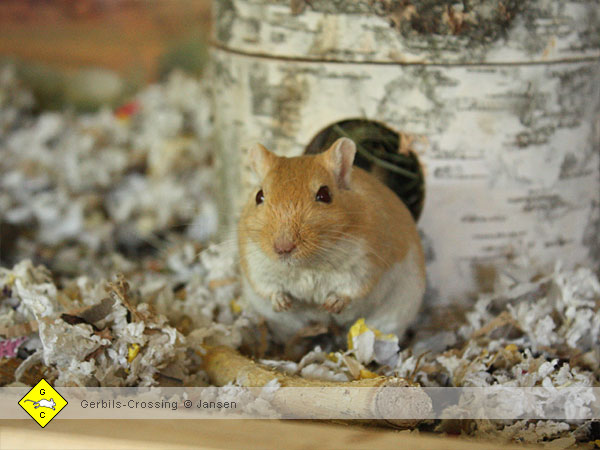 Rennmaus Schlafhöhle Schlafnest