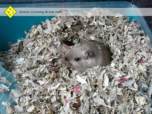 Nestmaterial zernagte Pappe und Papier