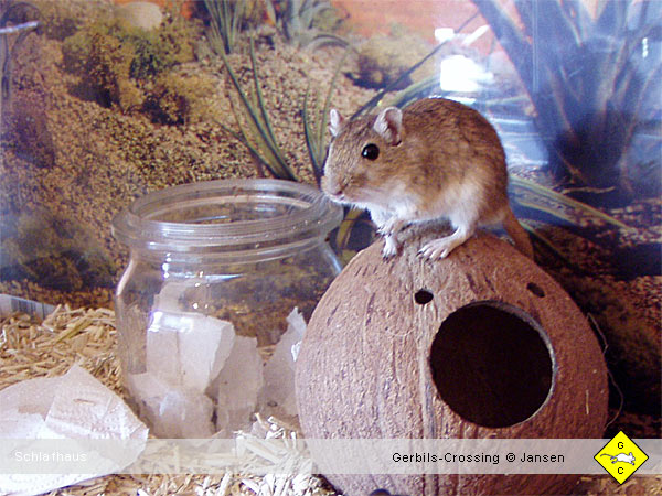 Rennmaus Schlafnest für Rennmäuse
