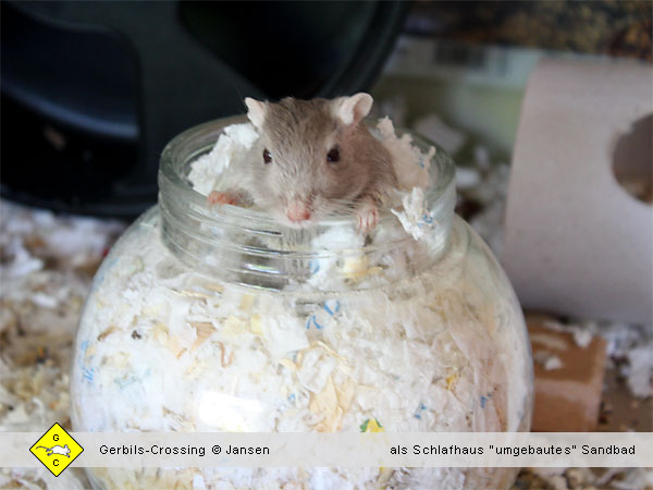 Rennmaus Sandbad Chinchillasand