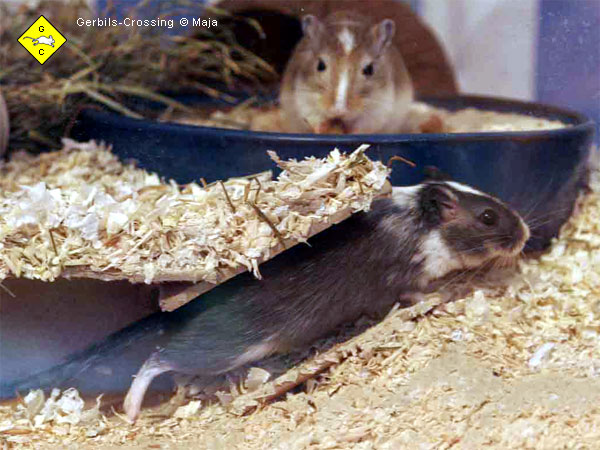Rennmaus Terrarium Tunnel und Röhren