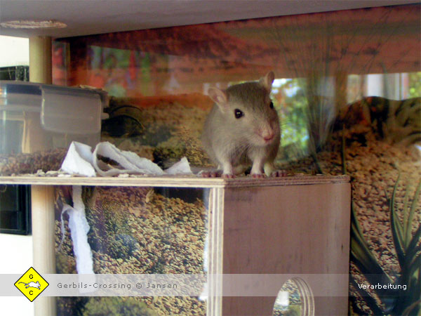 Sperrholz Brettsperrholz für den Selbstbau Rennmaus-Terrarium
