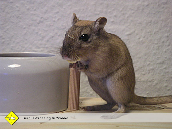 Rennmaus Foto Altersvergleich