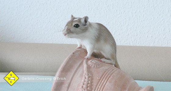 Rennmaus Wüstenrennmaus