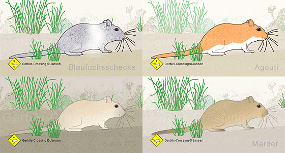 Rennmaus Farbvarianten