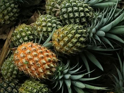 Rennmaus Obst Gemüse Ananas