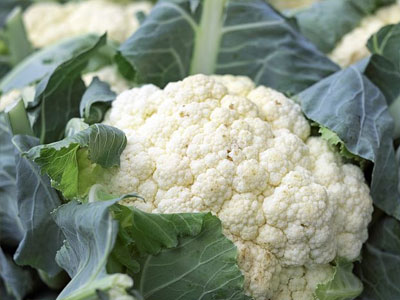 Rennmaus Obst Gemüse Blumenkohl