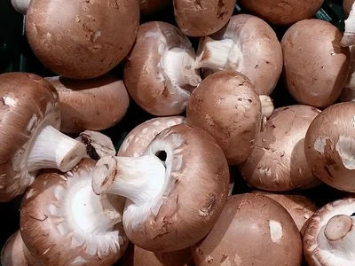 Rennmaus Obst Gemüse Champignons