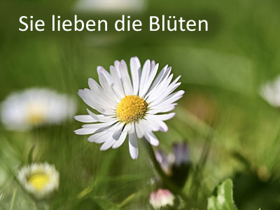 Rennmaus Grünfutter Gänseblümchen
