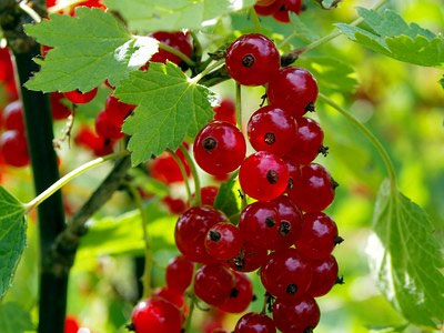Rennmaus Obst Gemüse Johannisbeeren