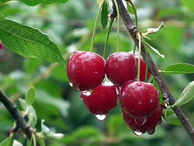 Rennmaus Obst Gemüse Kirschen