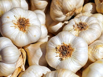 Rennmaus Obst Gemüse Knoblauch