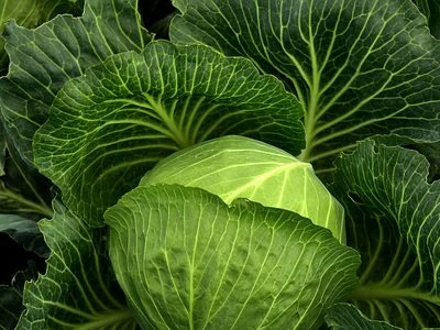 Rennmaus Obst Gemüse Kohl