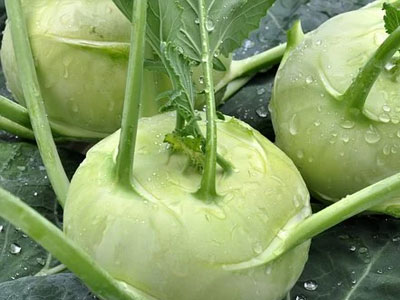 Rennmaus Obst Gemüse Kohlrabi