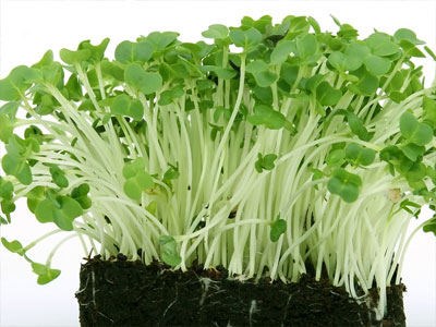 Rennmaus Grünfutter Gartenkresse