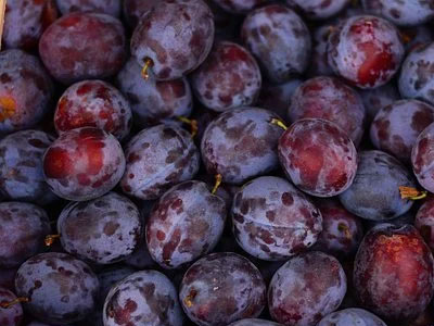 Rennmaus Obst Gemüse Pflaumen