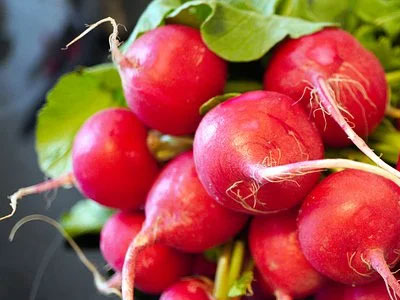 Rennmaus Obst Gemüse Radieschen