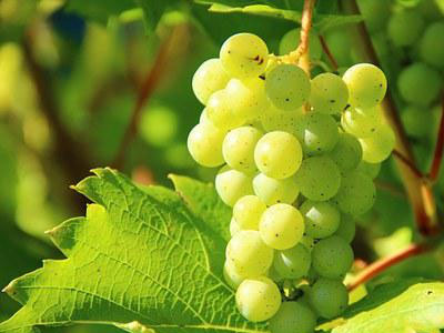 Rennmaus Obst Gemüse Trauben