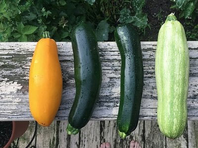 Rennmaus Obst Gemüse Zucchini