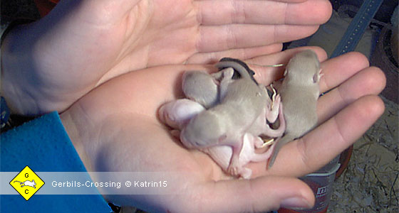 Rennmaus Jungtiere