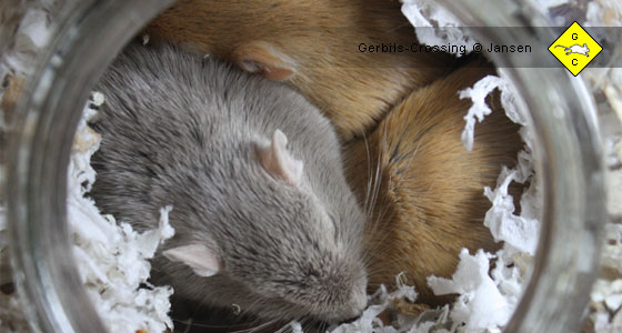 Rennmaus im Schlafnest