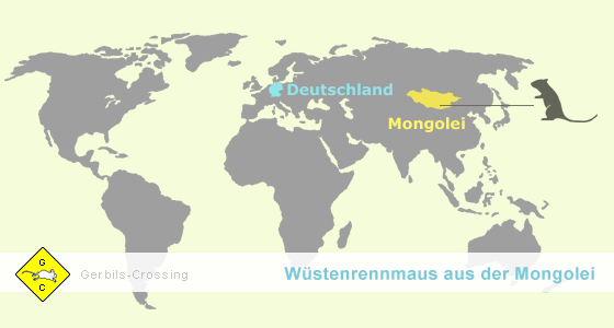 Rennmaus Wüste Gobi