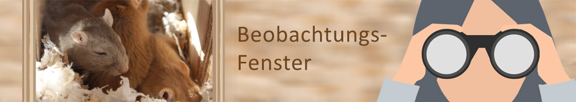 Rennmaus Terrarium Schlafnest mit Beobachtungsfenster