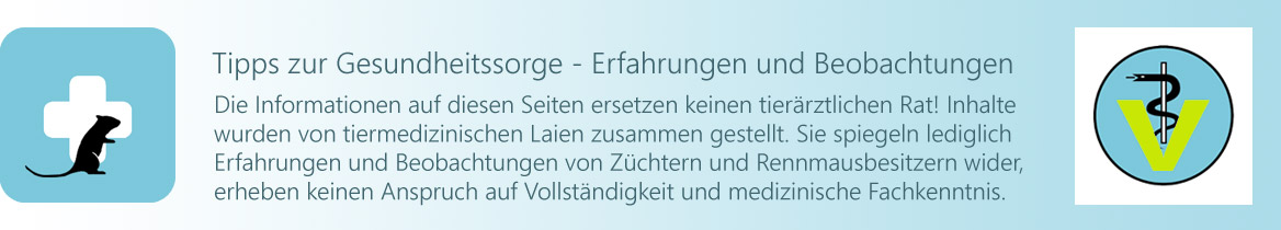 Rennmaus Kontrolle Länge der Nagezähne