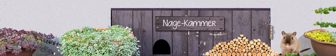 Rennmaus Nage-Kammer im Terrarium