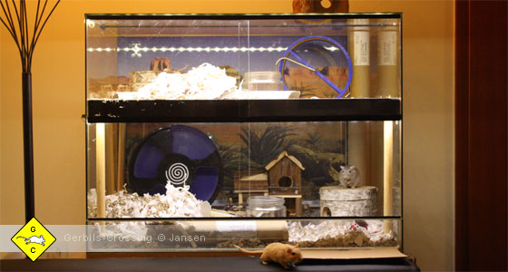 Rennmaus Terrarium Gestaltung und Innenausbau