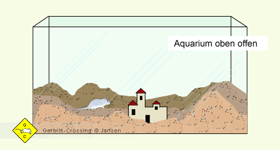 Rennmaus Aquarium Vorteile und Nachteile