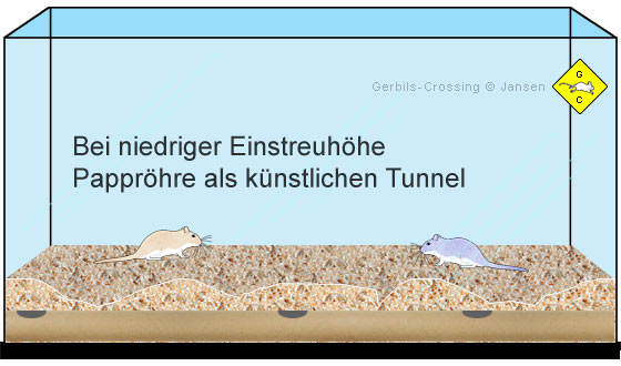 Rennmaus-Terrarium Einstreu Höhe