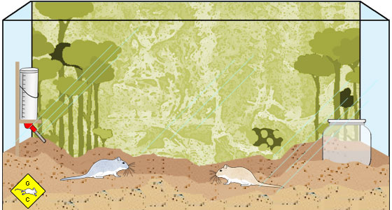Rennmaus-Terrarium Hintergrundmotiv