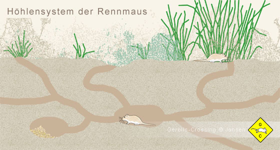Rennmäuse leben in Familienverbänden in Steppen und Graslandschaften