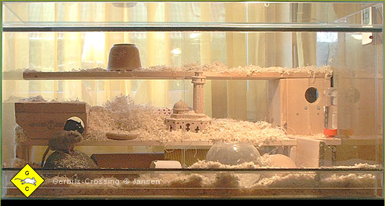 Rennmaus Terrarium Innenausbau aus Holz