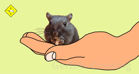 Rennmaus Handfütterung