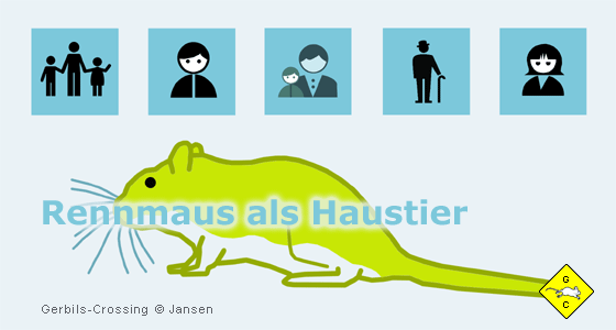 Rennmaus Wüstenrennmaus als Haustier