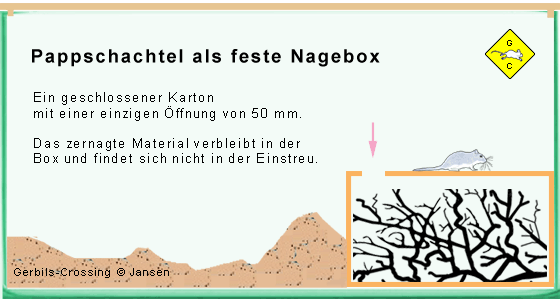 Rennmaus Nage-Kammer im Terrarium