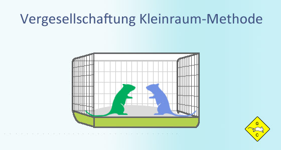 Vergesellschaftung Rennmäuse Transportbox Kleinraum-Methode