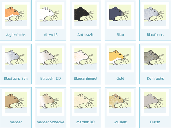 Rennmaus Farbvarianten
